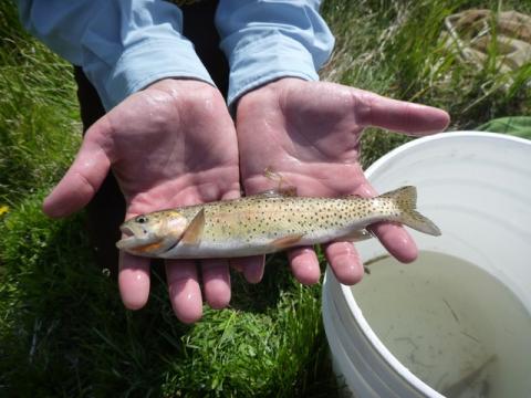Bonneville Cutthroat Trout