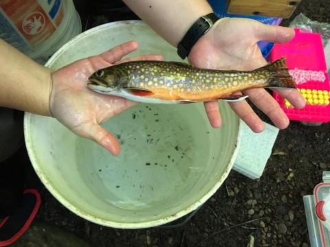 Brook Trout
