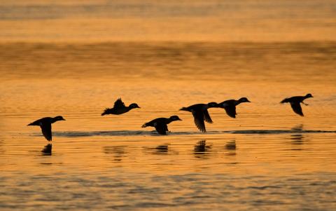 Buffleheads taking flight.