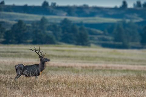 A bull elk in Niobrara National Wildlife Refuge in Nebraska