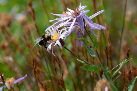 Bumblebee pollinating flower
