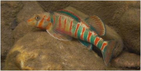Candy darter