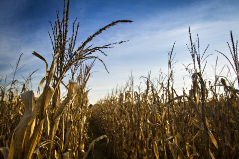 Corn crop