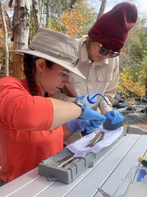 University of Arizona graduate students iimplant transmitter into smallmouth bass-redeye bass hybrid 