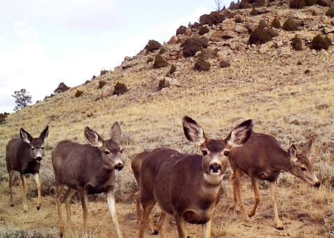 Deer in Wyoming