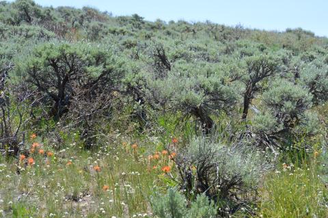 Sagebrush habitat