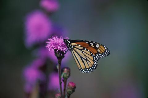 Monarch butterfly