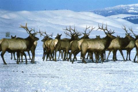Elk herd