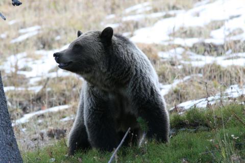 Yellowstone Grizzly Bear