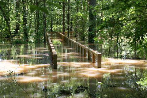 Flooded boardwalk at White River National Wildlife Refuge