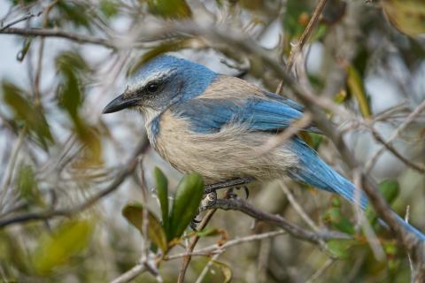 Florida scrub-jay
