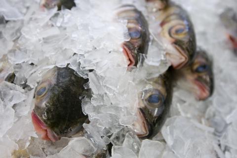 Fresh fish on ice