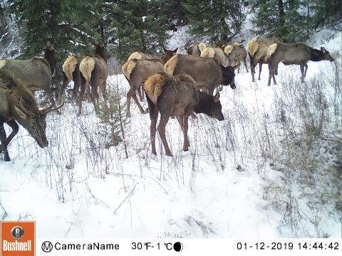 Trail cam still photo