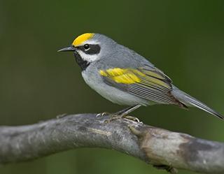 Golden-winged warbler is a small songbird found in the North-central and Eastern U.S.