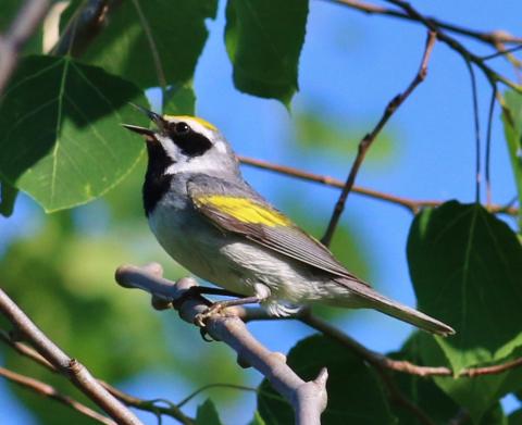 Golden winged warbler