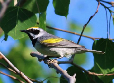 Golden-winged Warbler