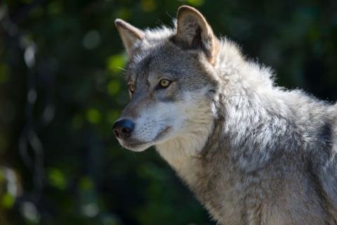 Gray wolf
