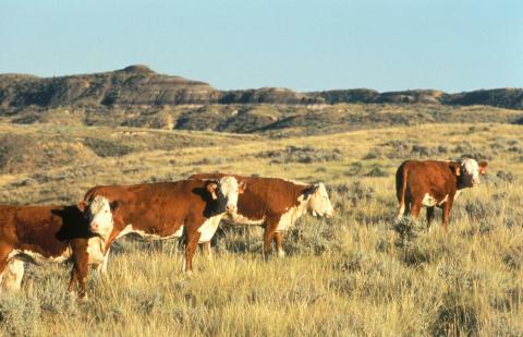 Cattle Grazing in Montana