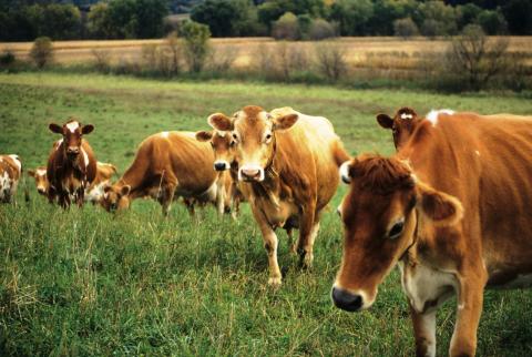 image of grazing Jersey cattle