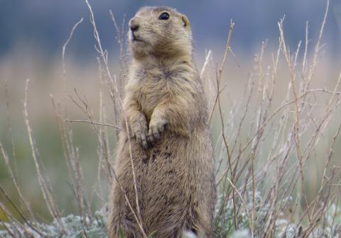 Gunnison's Prairie Dog