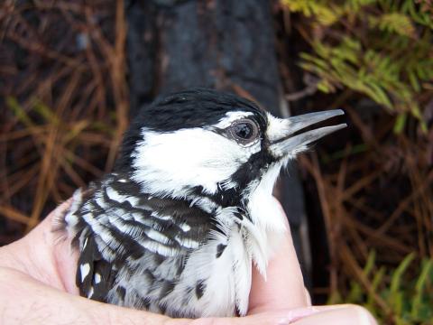 Eric Spadgenske holding female red-cockaded woodpecker