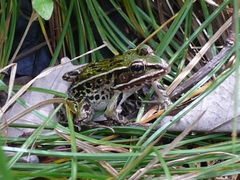 Leopard frog