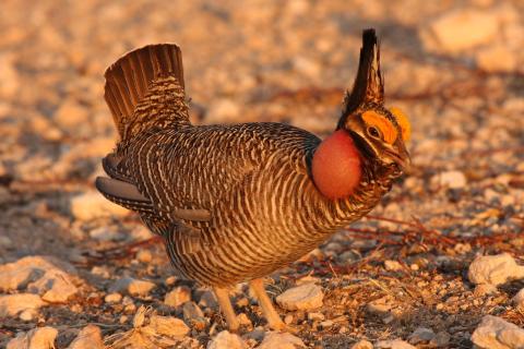Lesser prairie chicken