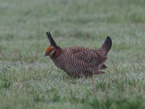 Lesser prairie chicken