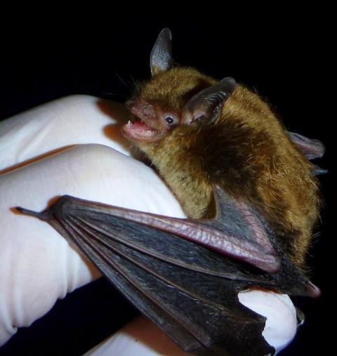 Little brown bat
