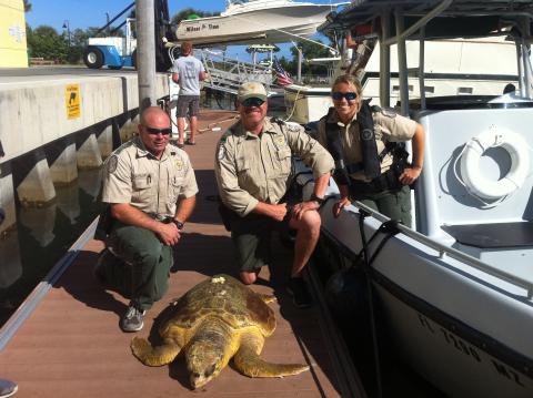 Loggerhead recovery effort in Florida