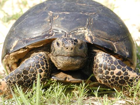 Longleaf Tortoise