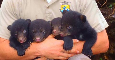 USFWS Employee Matthew McCollister with Louisiana Black Bear Cubs
