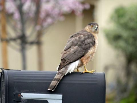 Hawk on mailbox
