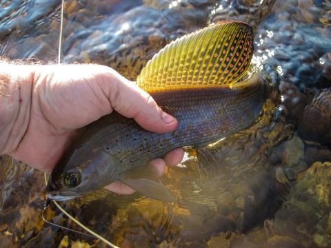 Arctic Grayling