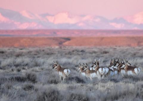 Pronghorn antelope in sagebrush steppe