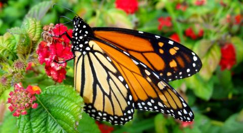 Monarch butterfly