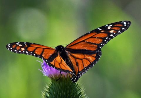 Monarch butterfly