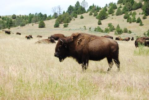 Bison herd