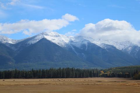 Montana cattle ranch