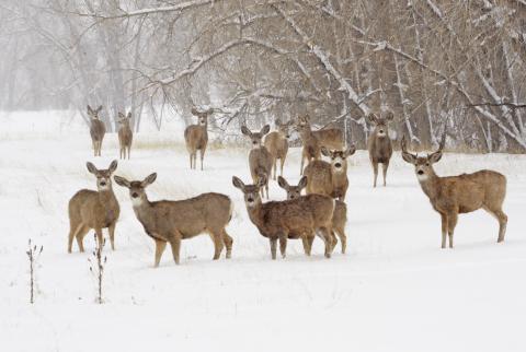 Mule deer herd