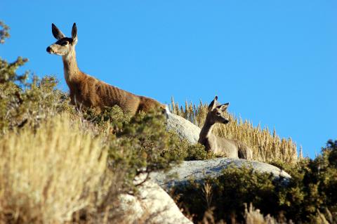 Mule Deer Migration