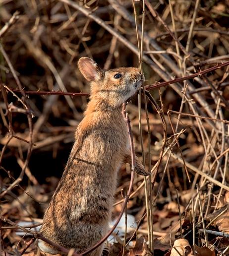 New England Cottontail