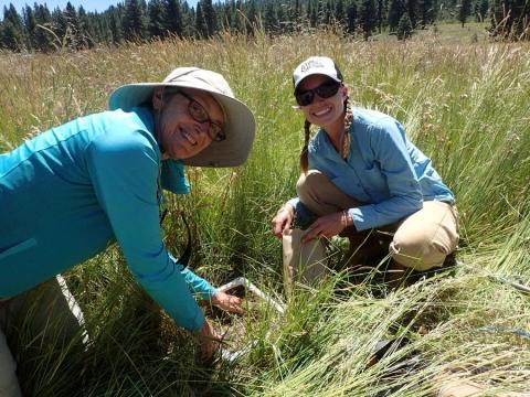 University of Nevada, Reno students conduct field tests of native plants for restoration in cheatgrass-invaded rangelands