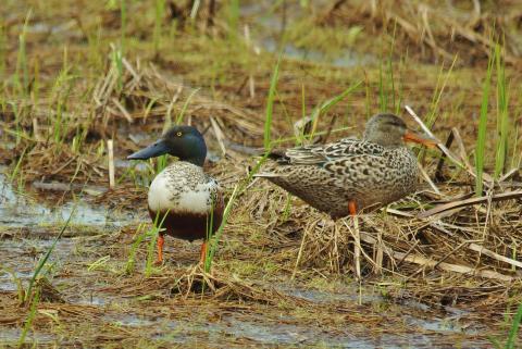 A northern shoveler pair