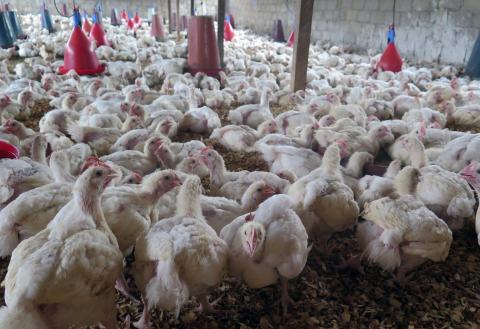 Poultry farm