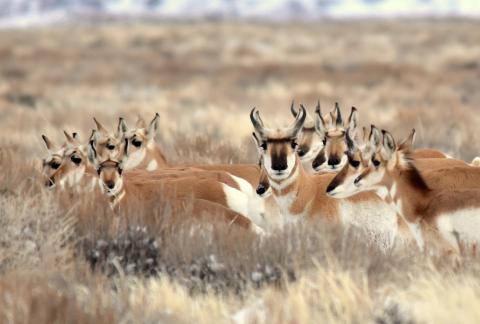 Pronghorn at Seedskamee National Wildlife Refuge