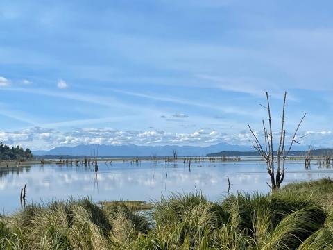 restoration area in the Nisqually River Delta floods at high tide