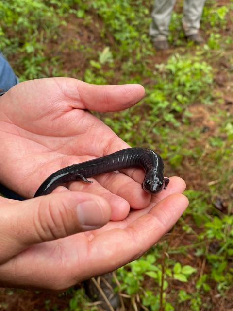 Red Hills Salamander