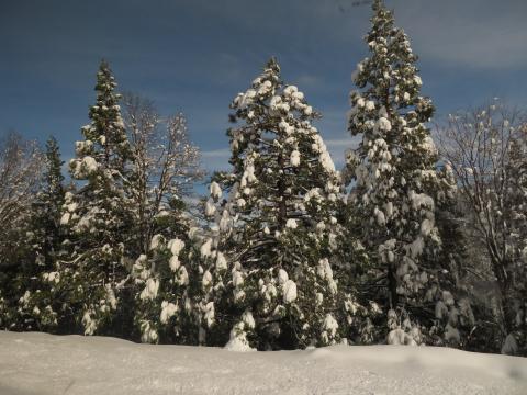 Snow-covered pine trees