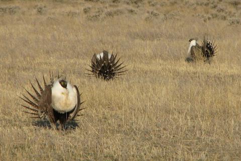 Sage grouse